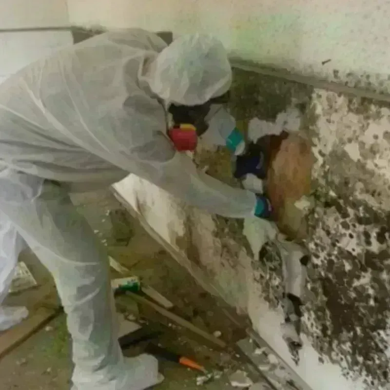 Mold Remediation and Removal in Marion, IL